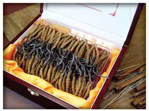 人民路街道冬虫夏草回收